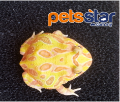 Ceratophrys Frog Info Ceratophrys Frog Info